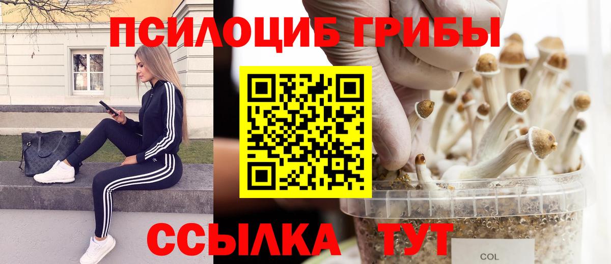 Галлюциногенные грибы Psilocybe Санкт-Петербург